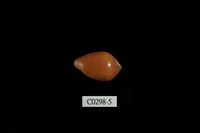 藏品(耳螺科)的圖片